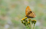 D40_2836F keizersmantel mn. (Argynnis paphia, Silver-washed Fritillary).jpg