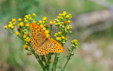 D40_2927F keizersmantel mn. (Argynnis paphia, Silver-washed Fritillary).jpg