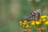 D40_2570F heivlinder (Hipparchia semele, Grayling).jpg