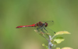 D40_3321F bloedrode heidelibel (Sympetrum sanguineum, Ruddy darter).jpg