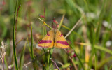 D40_1555F zuringspanner (Lythria cruentaria) macrovlinder.jpg