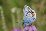 DSC03621F heideblauwtje (Plebejus argus).jpg