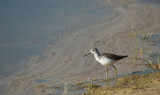 D40_1194F groenpootruiter (Tringa nebularia,Common Greenshank).jpg