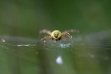 D40_1694F tijgerspin (Argiope bruennichi, Wasp Spider).jpg