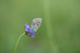 D40_4751F bleek blauwtje (Polyommatus coridon, Chalkhill blue).jpg