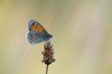 D40_4578F hooibeestje (Coenonympha pamphilus, Small Heath).jpg