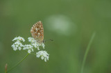 D40_4745F bleek blauwtje (Polyommatus coridon, Chalkhill blue).jpg