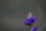 D40_4790F icarusblauwtje (Polyommatus icarus, Common Blue).jpg