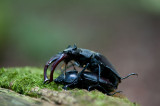 700_0870F vliegend hert (Lucanus cervus, Stag beetle).jpg