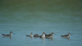 700_3879F zwarte ruiter (Tringa erythropus, Spotted Redshank).jpg