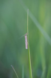D40_2533F variabele grasmot (Agriphila tristella).jpg