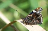 D4_5060F atalanta (Vanessa atalanta, Red Admiral).jpg