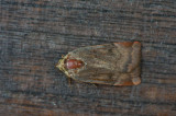 D40_4820F open-breedbandhuismoeder (Noctua janthe, lesser broad-bordered yellow underwing).jpg