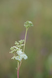 D40_1663F moerasspirea (Filipendula ulmaria, meadowsweet or mead wort).jpg