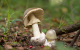 D40_6100F groene knolamaniet (Amanita phalloides, Death cap).jpg