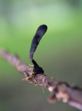 D40_6748F esdoornhoutknotszwam (Xylaria longipes).jpg