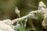 D40_7452F groot kalkschuim (Mucilago crustacea, Dog sick slime mould).jpg