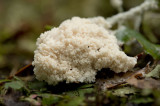 D40_7469F groot kalkschuim (Mucilago crustacea, Dog sick slime mould).jpg