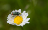 D40_8475F basterdweekschildkever (Malachius bipustulatus).jpg