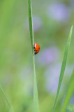 D40_8386F zevenstippelig lieveheersbeestje (Coccinella septempunctata, Seven-spot ladybird).jpg