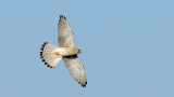 D40_7944F torenvalk (Falco tinnunculus, Common Kestrel).jpg