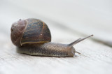 D40_4902F segrijnslak (Cornu aspersum).jpg