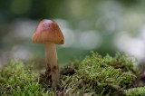 D40_7040F roodbruine slanke amaniet (Amanita fulva, Tawny grisette).jpg