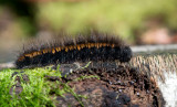 D40_7126F rups veelvraat (Macrothylacia rubi, Fox moth).jpg