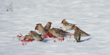 D40_0920F pestvogel (Bombycilla garrulus, Bohemian Waxwing).jpg