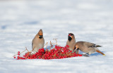 D40_1247F pestvogel (Bombycilla garrulus, Bohemian Waxwing).jpg