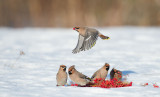 D40_1264F pestvogel (Bombycilla garrulus, Bohemian Waxwing).jpg