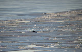 D40_1355F Europese otter (Lutra lutra, European otter).jpg