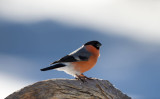 D40_2602F goudvink (Pyrrhula pyrrhula, Eurasian Bullfinch).jpg