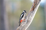 D40_2729F grote bonte specht (Dendrocopos major, Great Spotted Woodpecker).jpg