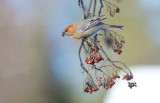 D40_3696F haakbek (Pinicola enucleator, Pine Grosbeak).jpg