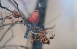 D40_3706F haakbek (Pinicola enucleator, Pine Grosbeak).jpg