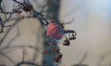 D40_3758F haakbek (Pinicola enucleator, Pine Grosbeak).jpg