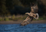 D40_8917F zeearend (Haliaeetus albicilla, White-tailed sea eagle).jpg