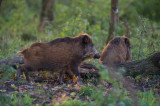 D40_0373F wild zwijn (Sus scrofa, wild boar).jpg
