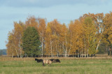 D40_0300F natuurreservaat Czarnocin.jpg