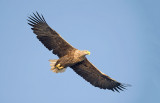 D40_9663F zeearend (Haliaeetus albicilla, White-tailed sea eagle).jpg