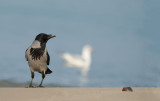 D40_1973F bonte kraai (Corvus cornix, Hooded Crow).jpg