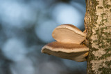 D40_0319F berkenzwam of berkendoder (Piptoporus betulinus, Birch polypore).jpg