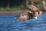 D40_8916F zeearend (Haliaeetus albicilla, White-tailed sea eagle).jpg
