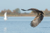 D40_0091F zeearend (Haliaeetus albicilla, White-tailed sea eagle).jpg