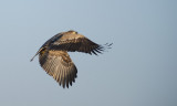 D40_0580F zeearend (Haliaeetus albicilla, White-tailed sea eagle).jpg