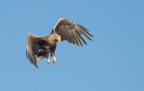 D40_0614F zeearend (Haliaeetus albicilla, White-tailed sea eagle).jpg