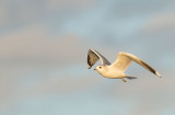 D40_9294F stormmeeuw (Larus canus, Mew Gull).jpg