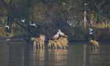 D40_9912F zeearend (Haliaeetus albicilla, White-tailed sea eagle).jpg