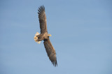 D40_9677F zeearend (Haliaeetus albicilla, White-tailed sea eagle).jpg